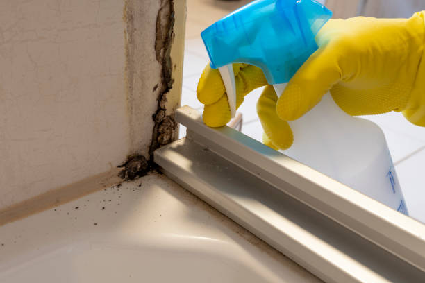 Best Attic Mold Removal  in Verona Walk, FL