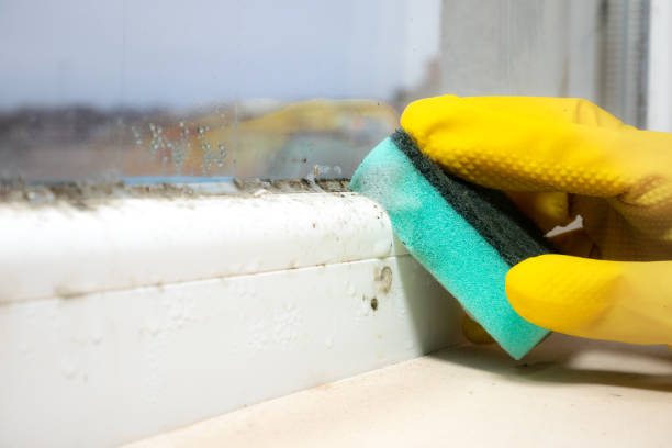 Best Residential Mold Removal  in Verona Walk, FL