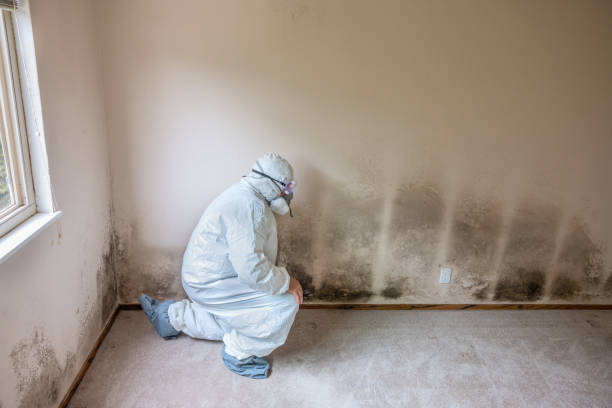 Best Commercial Mold Removal  in Verona Walk, FL