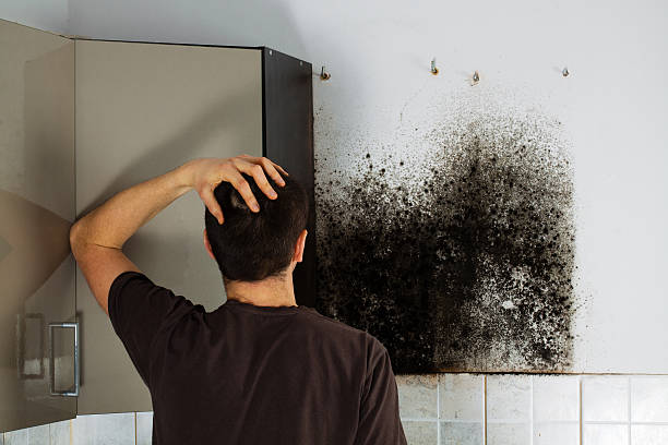 Best Certified Mold Removal  in Verona Walk, FL