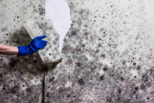 Best Affordable Mold Removal  in Verona Walk, FL